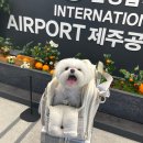 330시간 교차 숙성 &#34;제주 돌담 흑돼지 연동본점&#34; 애견동반 맛집
