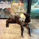 캣앤캣 고양이 병원 | 송도 테이블에이 앤 로우캣 실내 동물원 고양이카페 트리플스트리트 이색데이트 후기