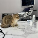 페츠온 동물병원 이미지