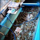 빼뽀참게 이미지