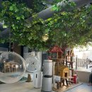 커피랑 | 동성로고양이카페 양이랑커피랑 대구이색카페 후기