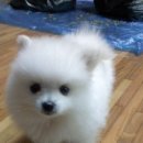 콩이 Daum카페