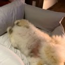 댕스라지 | 댕스소셜클럽 강아지 분리불안 훈련 스트레스 해소 지렁이 스프레이 내돈내산 솔직 후기