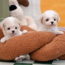 광주강아지분양 고양이분양 미유펫 본점 | 광주동구강아지분양 미유펫 믿음직한 분양 후기