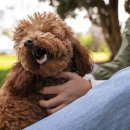 뉴로동물암센터 이미지