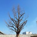 괴정1동할아버지 이미지