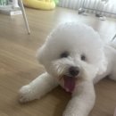 부산애견호텔 24시 강아지 유치원 미용 도그드림 서면점 이미지