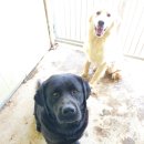 휴먼앤독 이미지