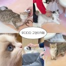 개냥이 | 안산 고양이카페 추천 고잔동 카페 이색 데이트 우다다다 고양이카페 개냥이에게 둘러싸인 후기