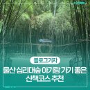울산 십리대숲, 아기랑 가기 좋은 산책코스 추천