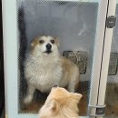 몽구리DOG 이미지