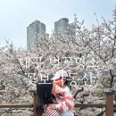 시청별관앞 꽃보라동산 | 대구 꽃보라동산 벚꽃 후기 주차정보