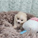 차차래빗 이미지