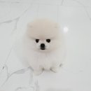 구름이 | 포메라니안 구름이 입양후기