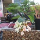 주초농장 이미지