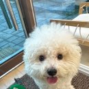 유니댕댕 이미지