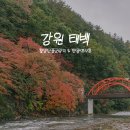도로변(경인로 403)(2) | 태백 가을 단풍 여행 1편 - 가을빛 번지는 철암단풍군락지 + 물닭갈비와 철암탄광역사촌 산책까지