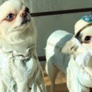 러블리 강아지 이미지