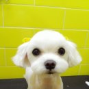 이뿌개 귀엽개 이미지