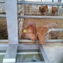 횡성한우목장 이미지