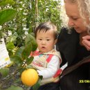 풍년슈퍼과일 이미지