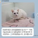 하트동물병원 | 수원 치과전문 동물병원_온유동물병원_아토 발치 후기