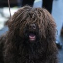 Idogcare 네이버블로그