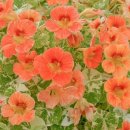 오늘의탄생화-(9월6일) 🌸 한련(Nasturtium) 이미지