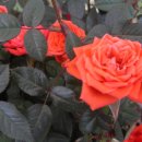 산정농원 이미지