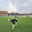 강아지놀이터 | 평택호휴게소 펫파크｜고속도로휴게소 강아지 놀이터 무료 이용 후기