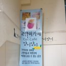 양이양이 이미지