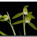 꽃보다 보세 이미지