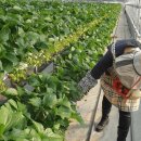 고향농장 | 6시 내고향 부산 딸기 택배 주문 체험 베리굿농장 방문 후기 및 예약방법