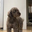 와우펫 | 강아지 테디베어컷 미용 후기 : 상봉 애견미용 와우펫!