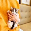 인천강아지분양 고양이분양 24시 데려가개 청라점 | 전문적이고 체계적인 시스템을 갖춘 인천강아지분양 고양이분양 24시 데려가개 청라점