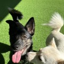 양평애견호텔 이미지