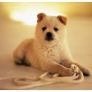 25시 종합동물병원 이미지