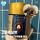 금산홍삼집 | [후기] 금산이가홍삼 고려흑삼펫 구매 후기 | 강아지 영양제 추천 반려동물 면역령 영양제