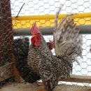 명품농장 이미지