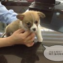 봄사랑 동물병원 이미지