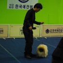 황제애견 이미지