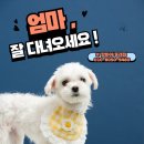 나랑애견유치원 이미지