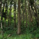 편백나무숲 이미지