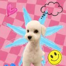 슈나애견미용 이미지