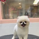 러블리펫샵 이미지