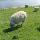 쉴만한 물가로 이미지