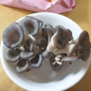 버섯애가 이미지