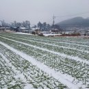 화산면사무소 이미지