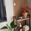 스테이 도채비꽃 이미지