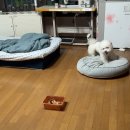 하누까까 | [2025] December, 15-21